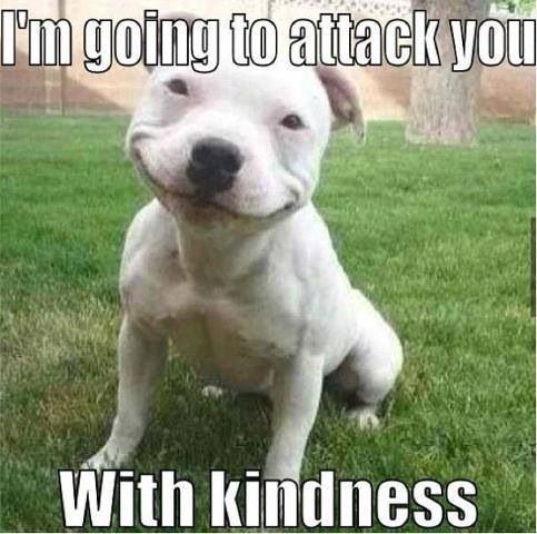 15 Funny Pit Bull Memes To Make Your Day 11