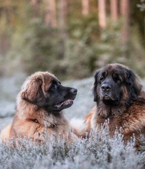 16 Pictures That Prove Leonbergers Are Perfect Weirdos 11