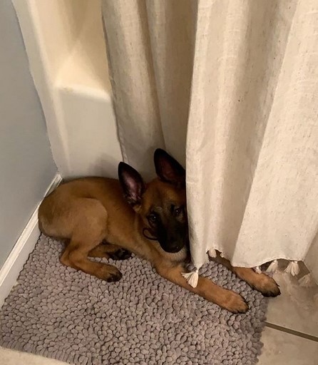 15 Pictures That Prove Belgian Malinoises Are Perfect Weirdos 11