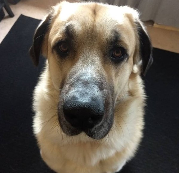 15 Pictures That Prove Anatolian Shepherds Are Perfect Weirdos 11