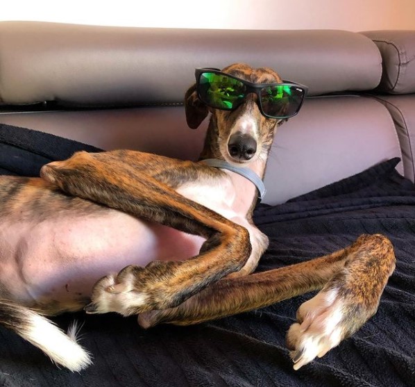 15 Pictures That Prove Greyhounds Are Perfect Weirdos 11