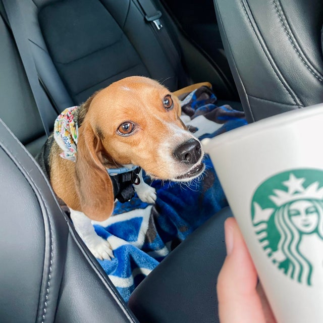 15 Things Only Beagle Owners Will Understand 11