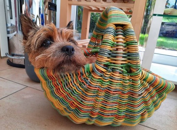 15 Pictures That Prove Cairn Terriers Are Perfect Weirdos 11