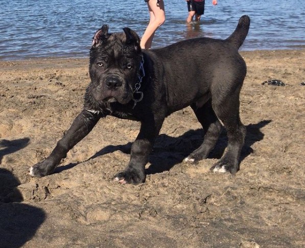 16 Pictures That Prove Cani Corsi Are Perfect Weirdos 11