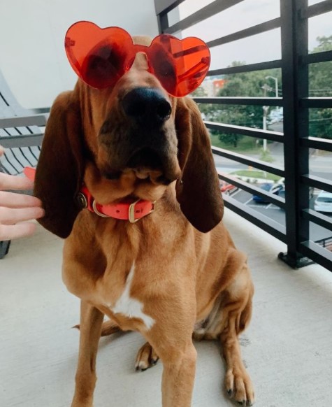 15 Pictures That Prove Bloodhounds Are Perfect Weirdos 11