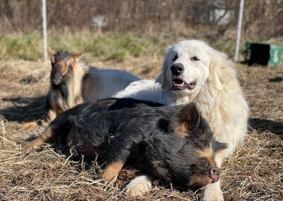 15 Pictures That Prove Great Pyrenees Are Perfect Weirdos 11
