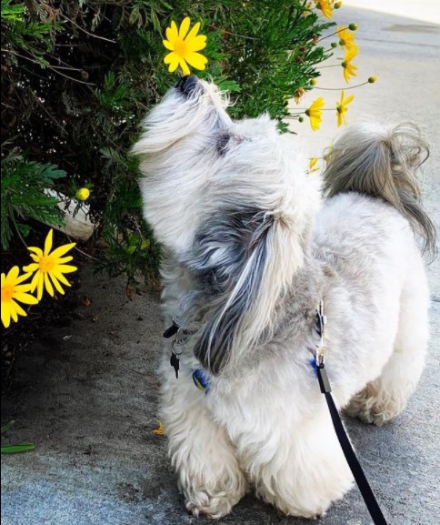 15 Pictures That Prove Havanese Dogs Are Perfect Weirdos 11