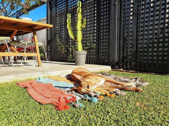 15 Pictures That Prove Whippets Are Perfect Weirdos 11