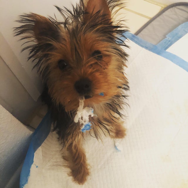 15 Realities That New Yorkie Owners Must Accept 11 15 Realities That New Yorkie Owners Must Accept 11