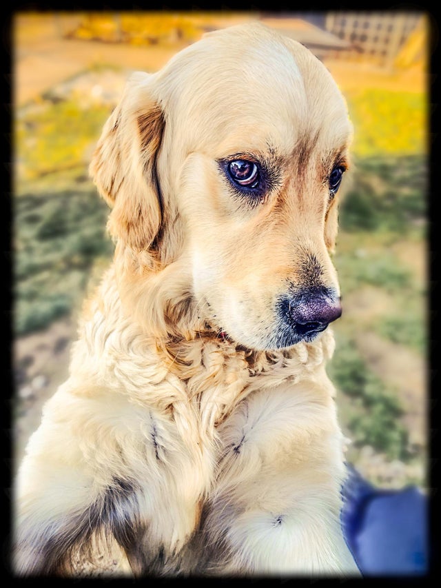 15 Realities That New Golden Retriever Owners Must Accept 11