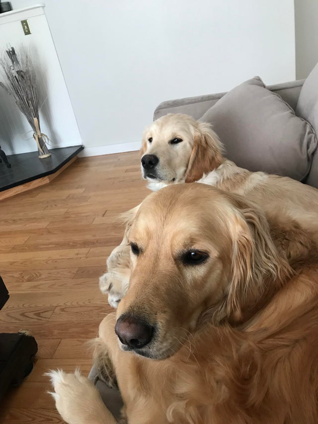 15 Things Only Golden Retriever Owners Will Understand 11