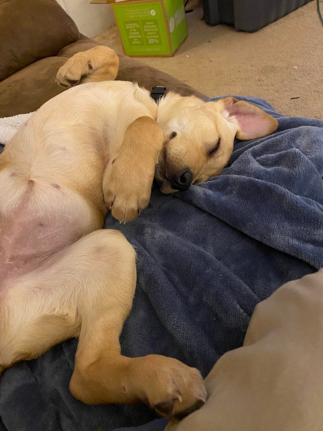 15 Realities That New Labrador Owners Must Accept 11