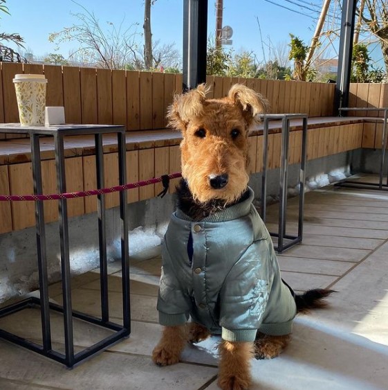 15 Pictures That Prove Airedale Terriers Are Perfect Weirdos 11