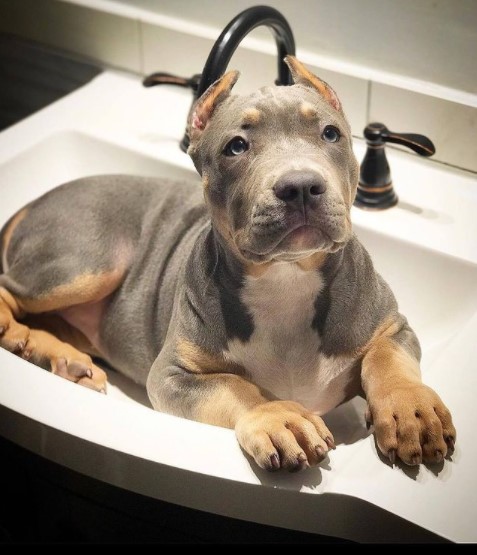 15 Pictures That Prove Pit Bulls Are Perfect Weirdos 11