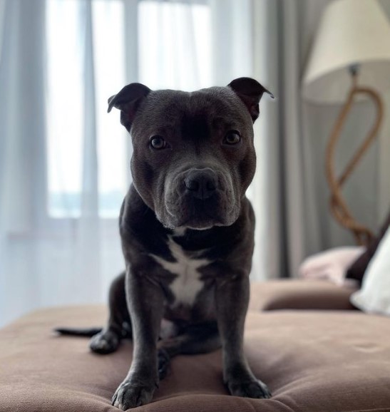 15 Pictures That Prove Staffordshire Bull Terriers Are Perfect Weirdos 11