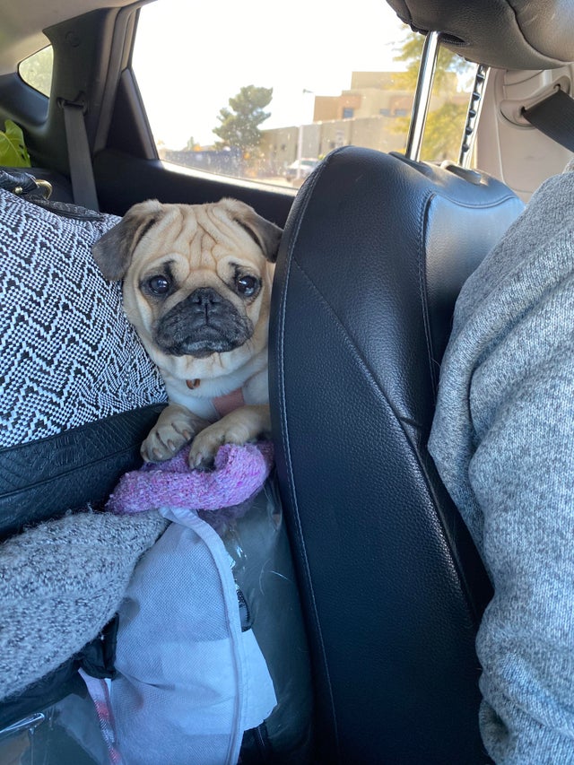 15 Realities That New Pug Owners Must Accept 11