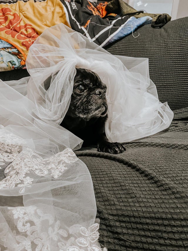 15 Things Only Pug Owners Will Understand 11 15 Things Only Pug Owners Will Understand 11