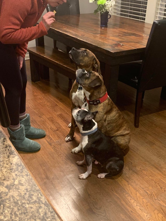 15 Things Only Boxer Owners Will Understand 11 15 Things Only Boxer Owners Will Understand 11