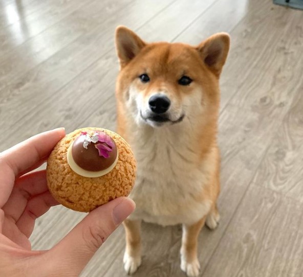 15 Pictures That Prove Shiba Inu Are Perfect Weirdos 11