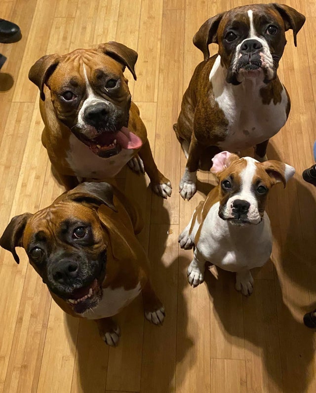 15 Realities That New Boxer Owners Must Accept 11