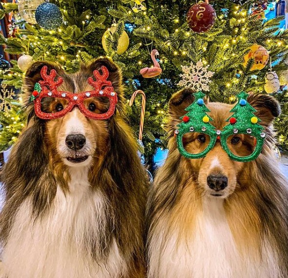 15 Pictures That Prove Collies Are Perfect Weirdos 11