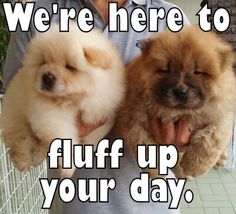15 Funny Chow Chow Memes To Make Your Day 11
