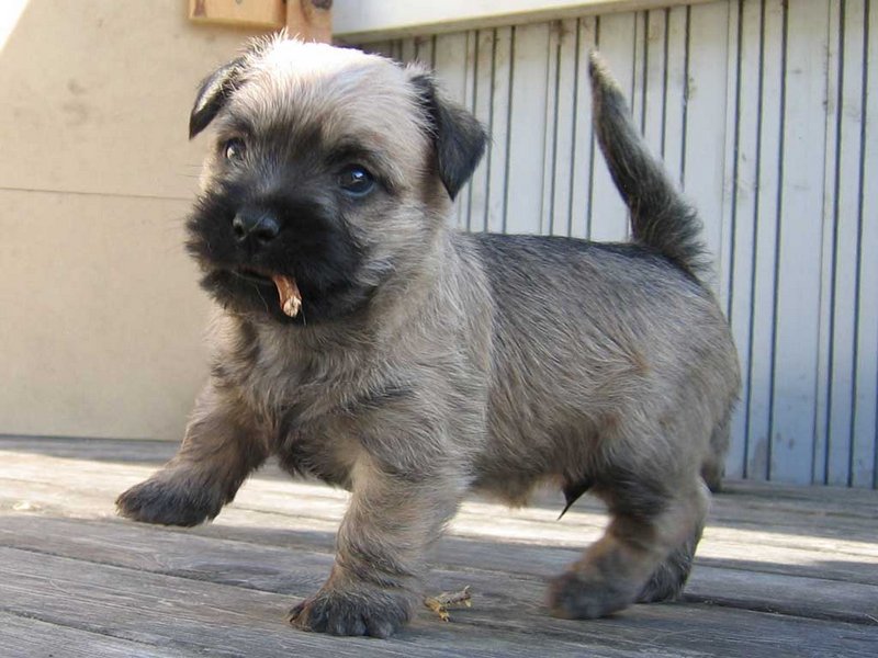 Cairn Terrier 26