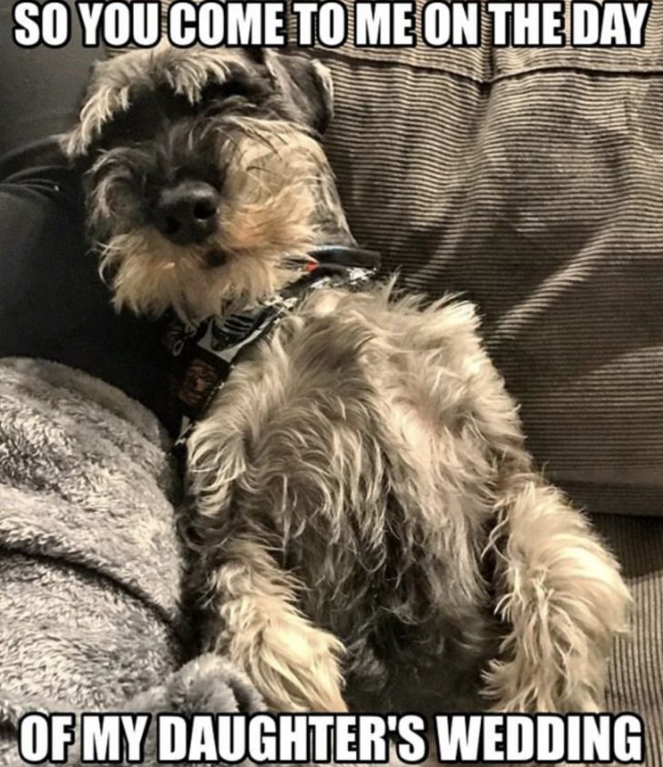 15 Funny Schnauzer Memes To Make Your Day 11