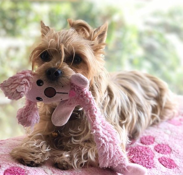 16 Pictures That Prove Yorkies Are Perfect Weirdos 11