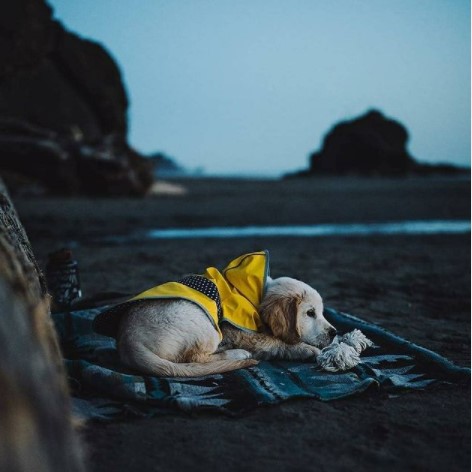 15 Pictures That Prove Golden Retrievers Are Perfect Weirdos 11