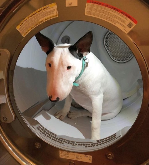 15 Pictures That Prove Bull Terriers Are Perfect Weirdos 11