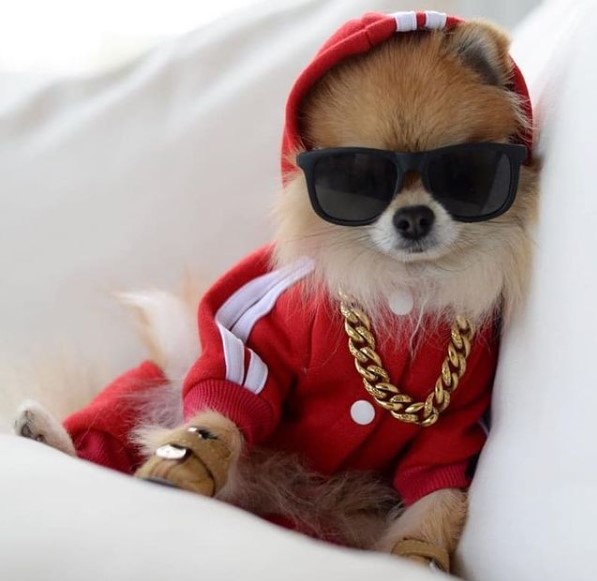 16 Pictures That Prove Pomeranians Are Perfect Weirdos 10