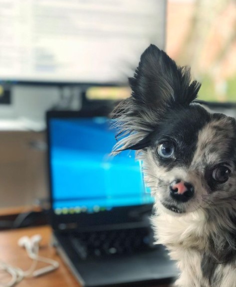 15 Pictures That Prove Chihuahuas Are Perfect Weirdos 9