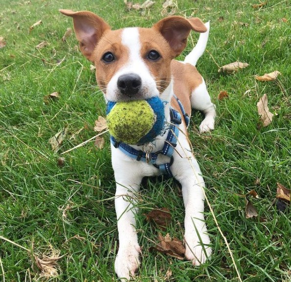 16 Pictures That Prove Jack Russells Are Perfect Weirdos 11