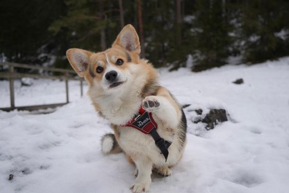 15 Pictures That Prove Corgis Are Perfect Weirdos 11