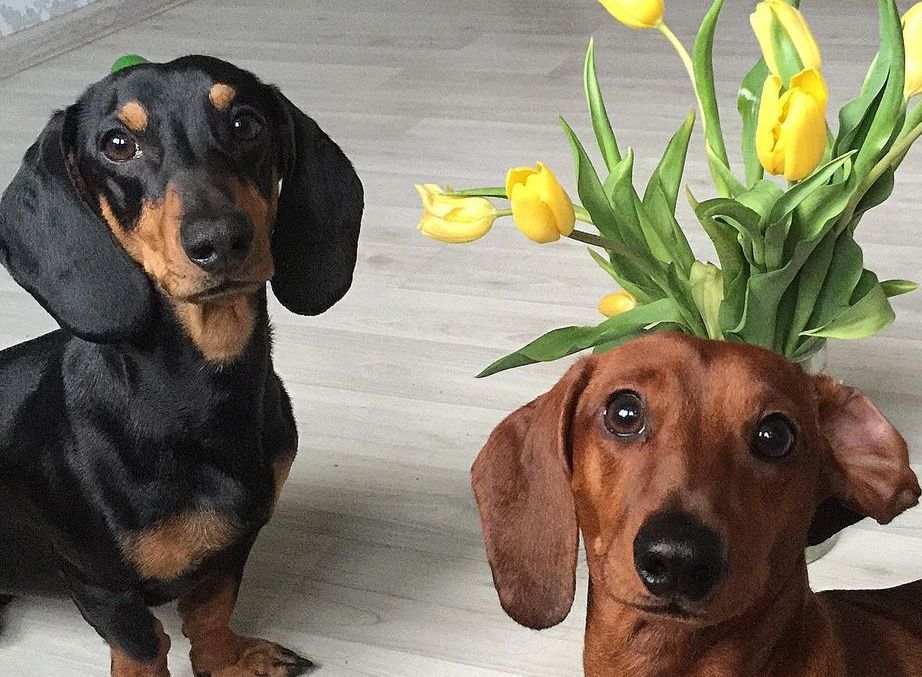 16 Cool Facts About Dachshunds