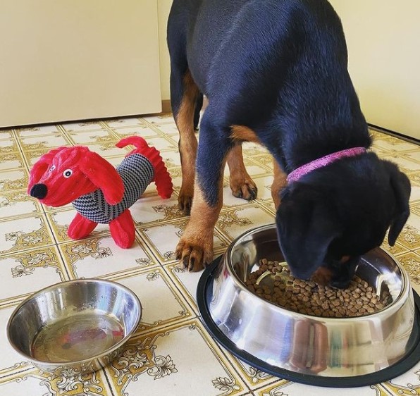 15 Pictures That Prove Rottweilers Are Perfect Weirdos 9