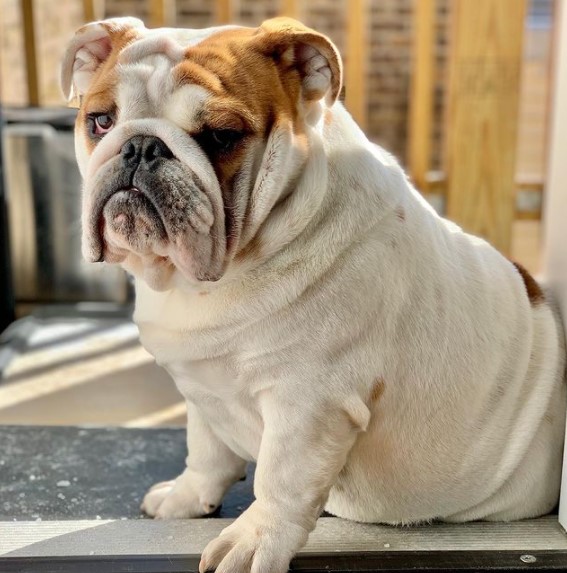 15 Pictures That Prove English Bulldogs Are Perfect Weirdos 9 15 Pictures That Prove English Bulldogs Are Perfect Weirdos 9