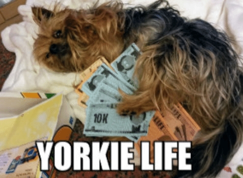 15 Funny Yorkies Memes To Make Your Day 11