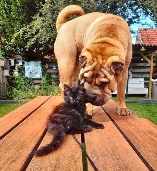 15 Pictures That Prove Shar Peis Are Perfect Weirdos 11