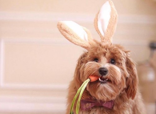 15 Pictures That Prove Goldendoodles Are Perfect Weirdos 9