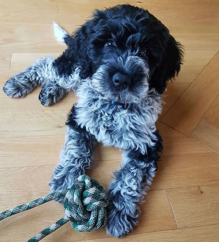 Portuguese Wasserhund or Portuguese Water Dog 32