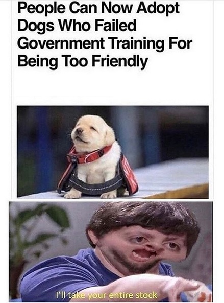 15 Funny Labrador Memes To Make Your Day 11 15 Funny Labrador Memes To Make Your Day 11