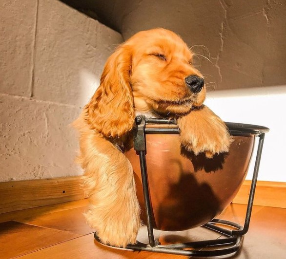 15 Pictures That Prove Cocker Spaniels Are Perfect Weirdos 11