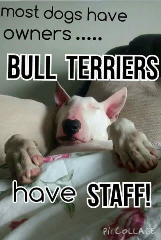 15 Funny Bull Terrier Memes To Make Your Day 11
