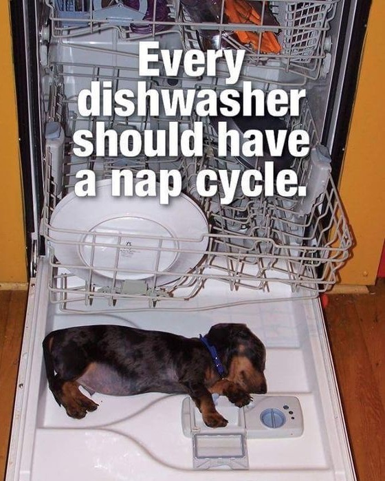 15 Funny Dachshund Memes To Make Your Day 11