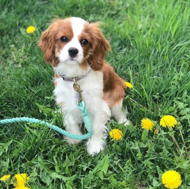 15 Pictures That Prove Cavalier King Charles Spaniels Are Perfect Weirdos 11