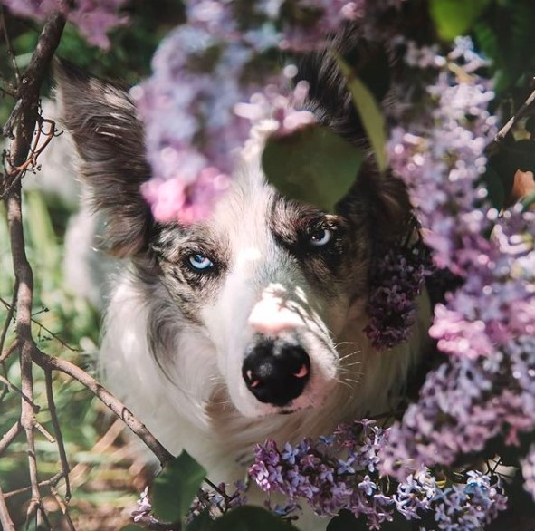 15 Pictures That Prove Border Collies Are Perfect Weirdos 11