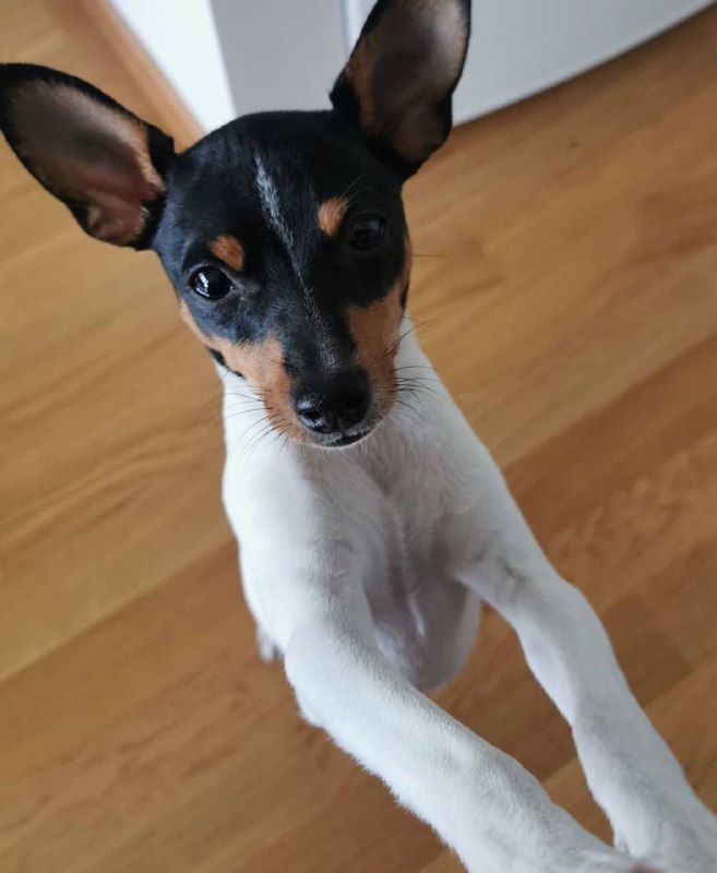American Toy Fox Terrier 27