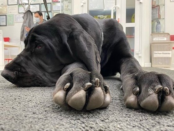 15 Pictures That Prove Great Danes Are Perfect Weirdos 11